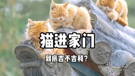 野猫进家什么意思|猫进家门到底吉不吉利